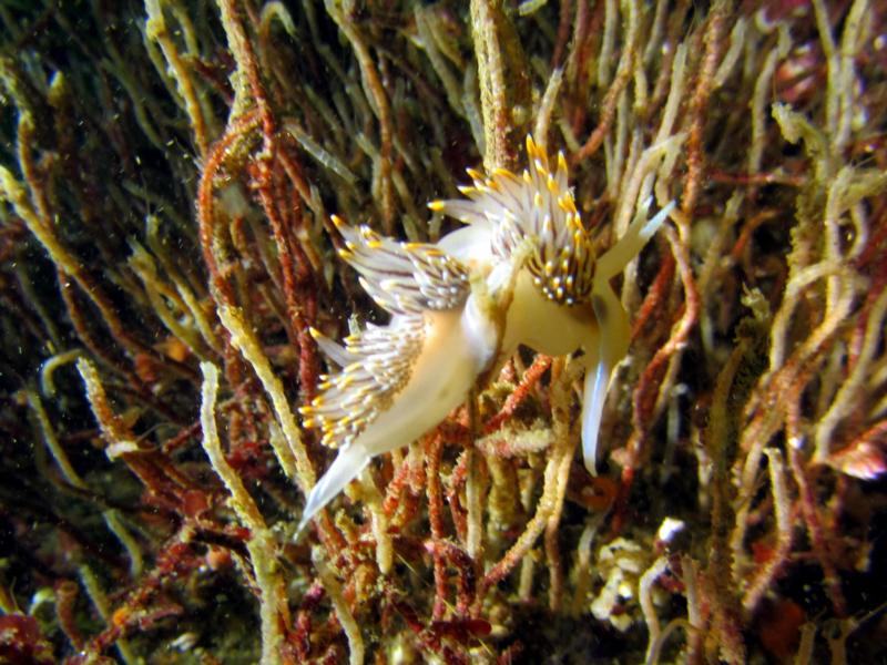 Nudibranch