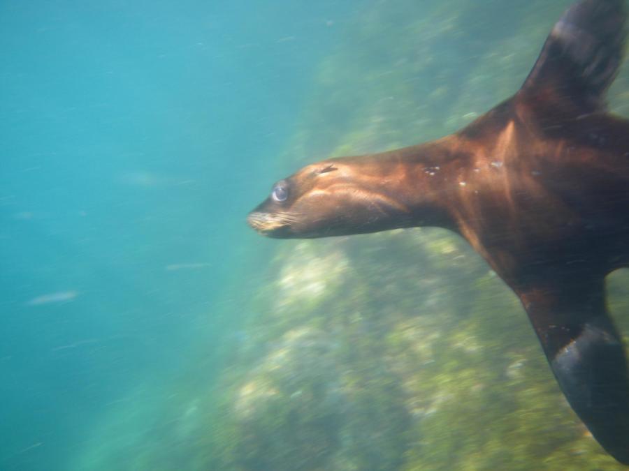 Sea Lion 1