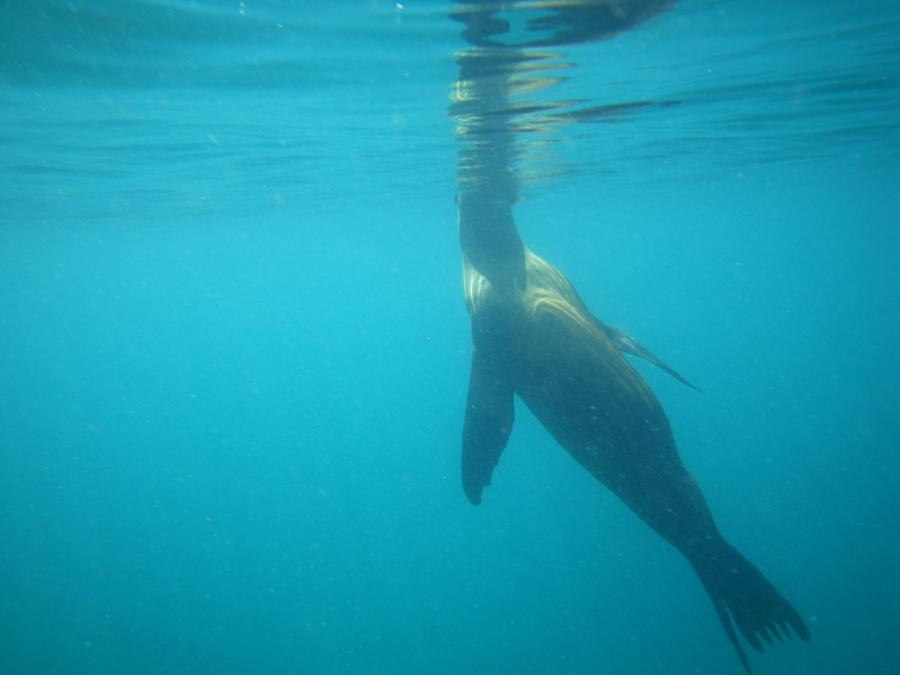 Sea Lion 2