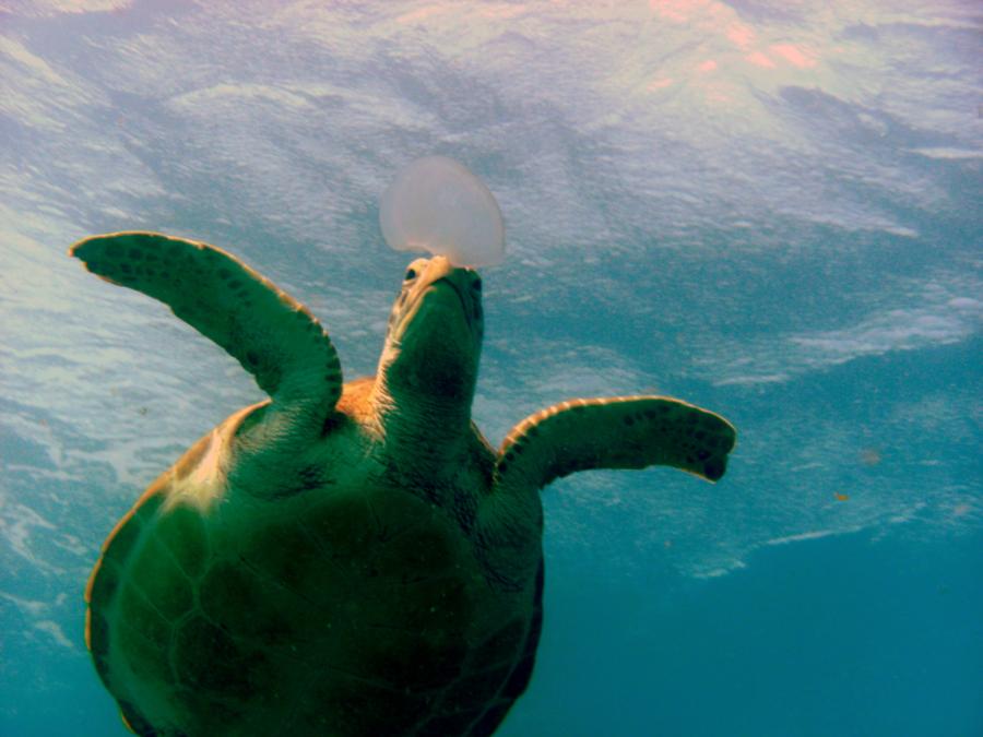 Key Largo reefs