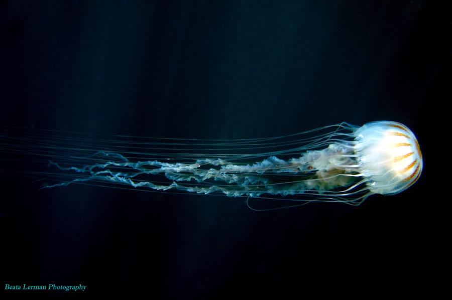 Jelly of the Gulf