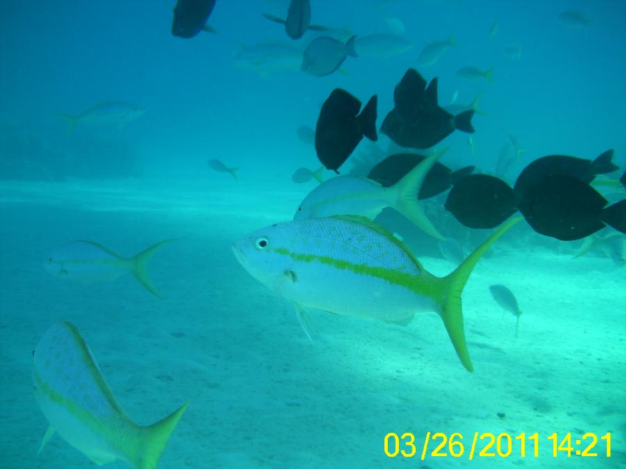 Diving in the Bahamas