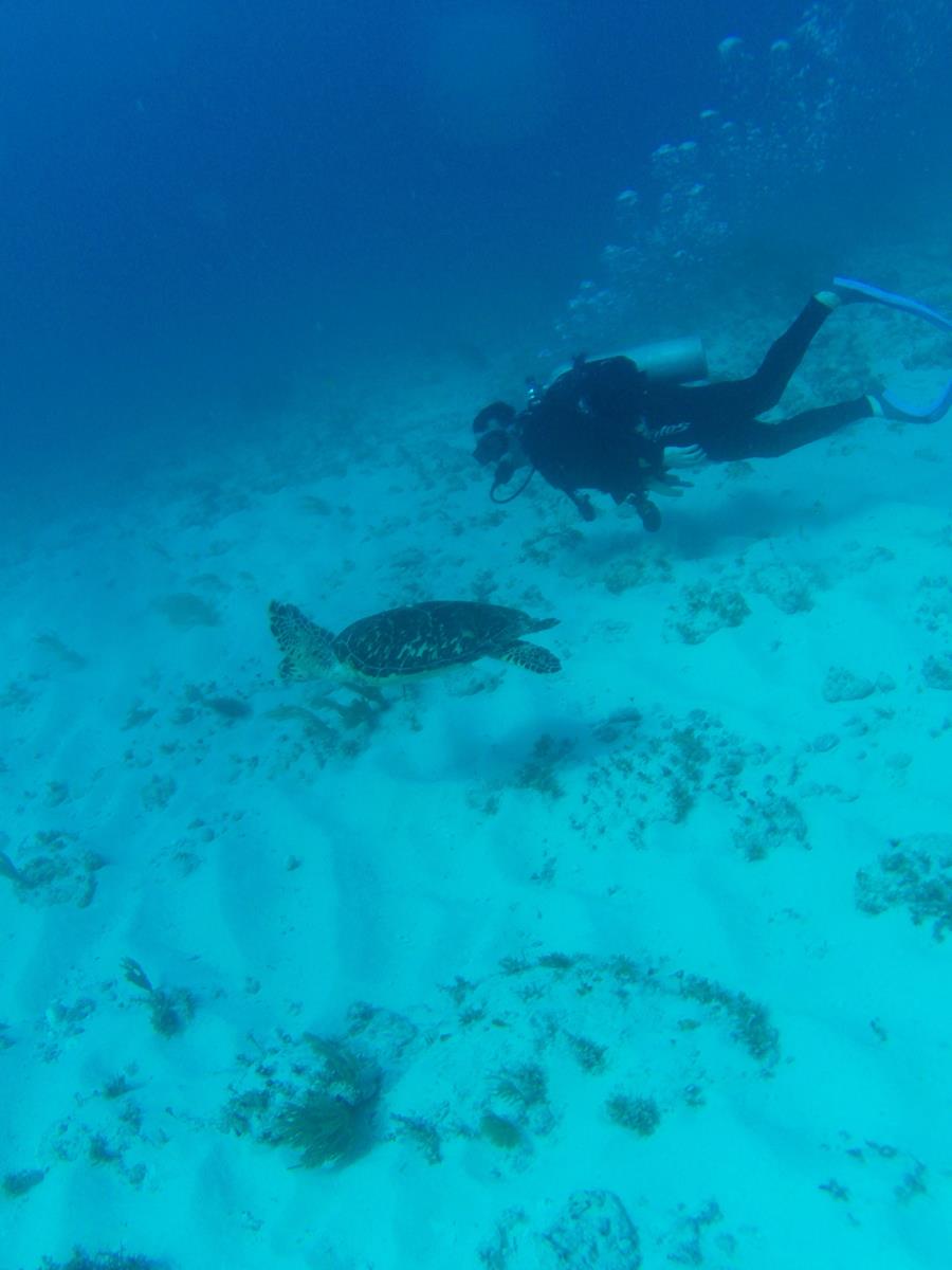 Turtle Cancun