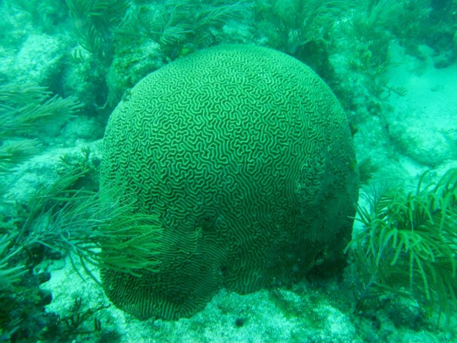 Brain Coral