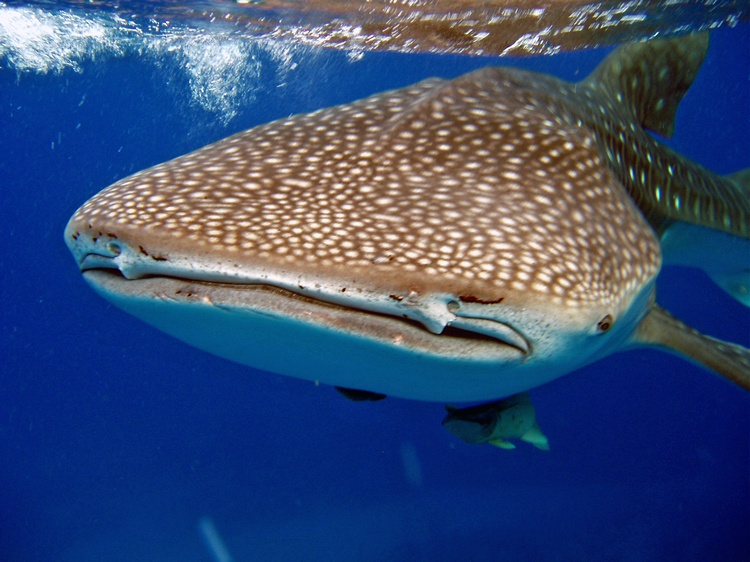 whale shark exuma islands Bahamas