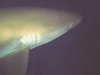 reef shark