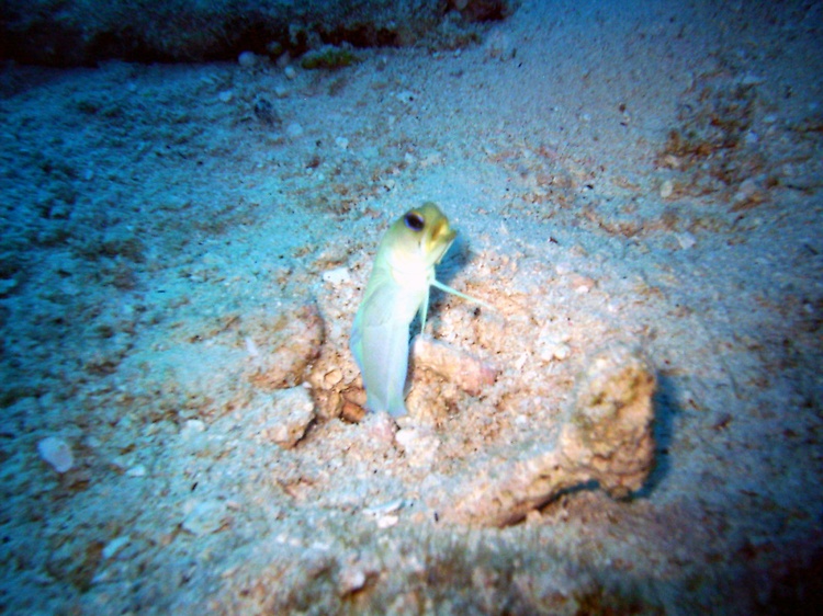 yellow headed jawfish