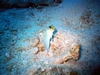 yellow headed jawfish