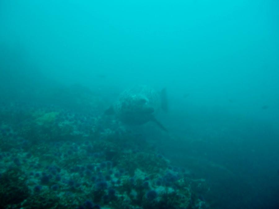 crescent bay dive