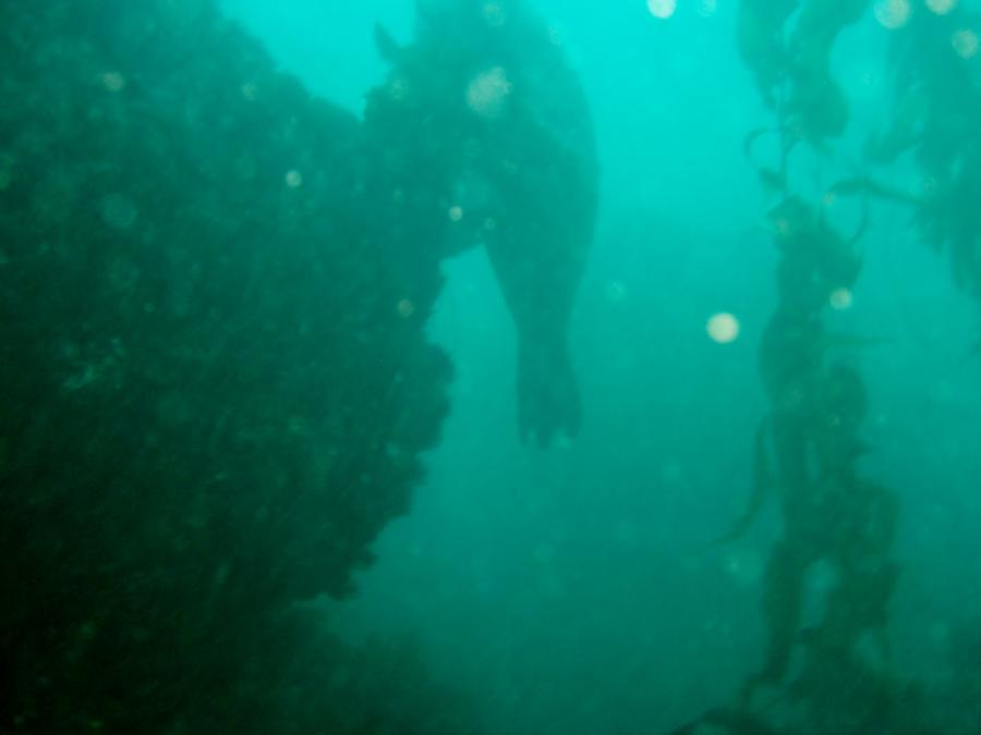crescent bay dive