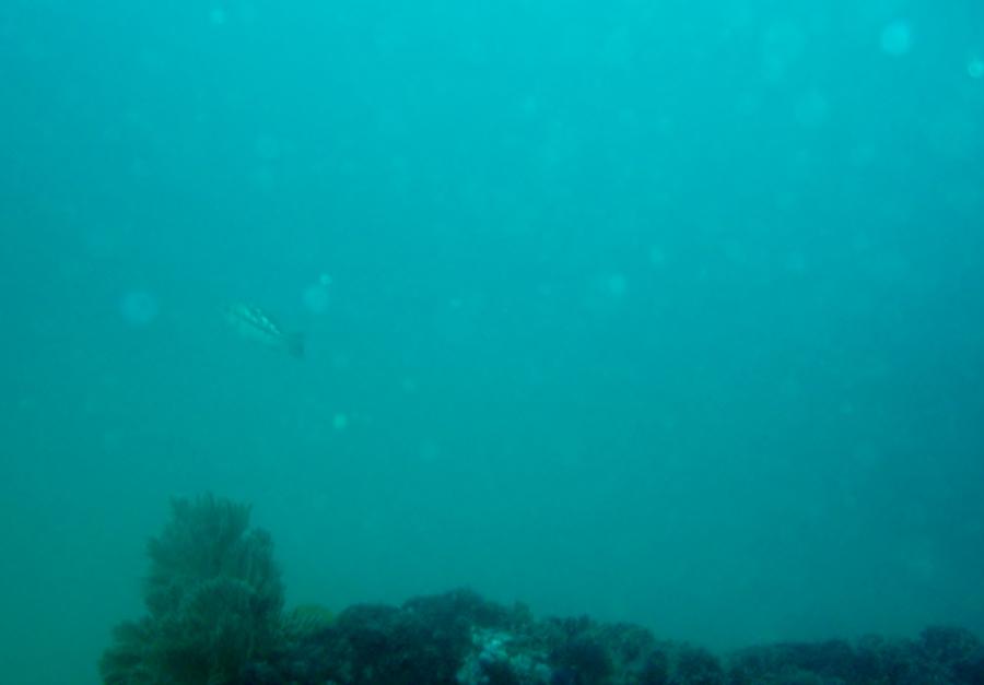 crescent bay dive