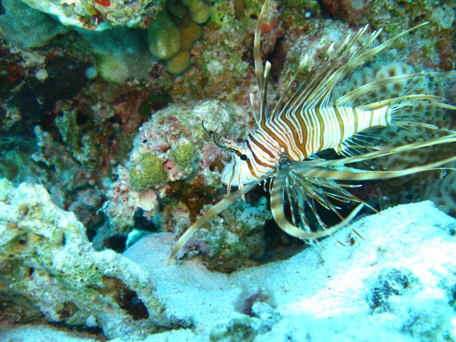 Lion Fish, Hurghada, Egypt