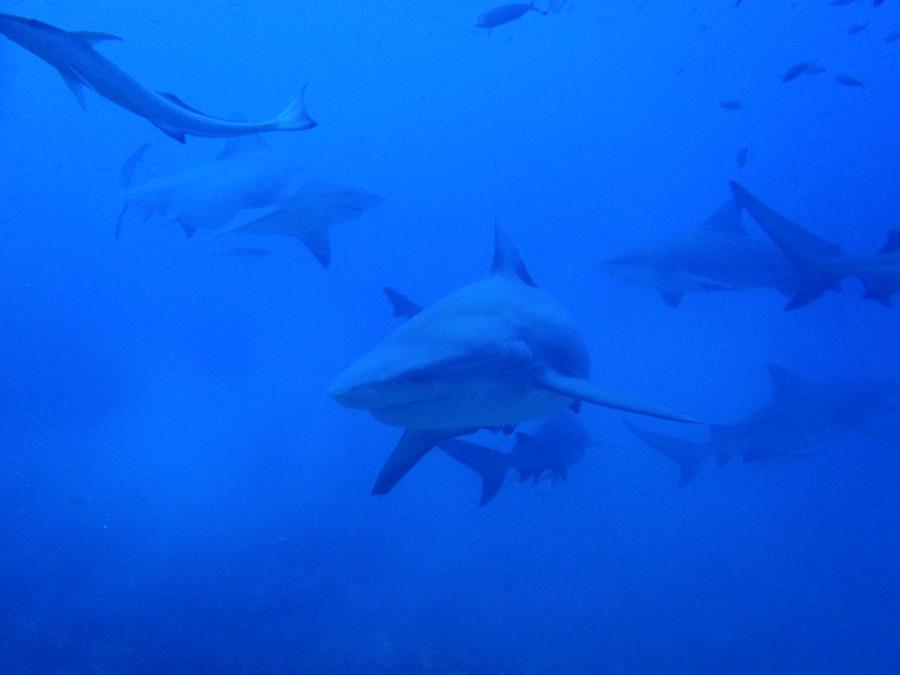 Fiji Shark Dive