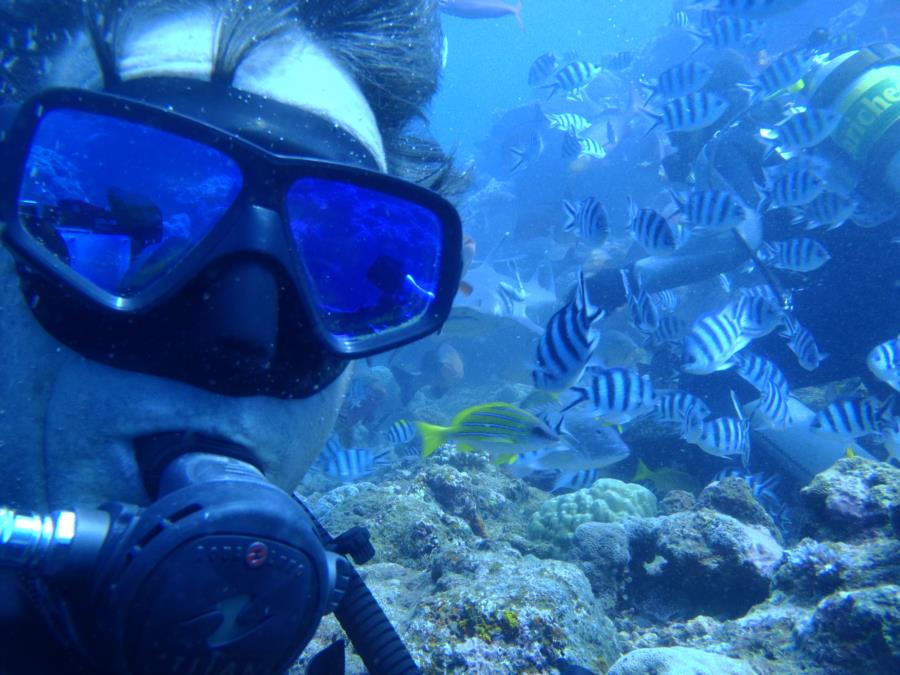 Fiji Shark Dive