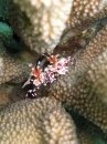 Harlequin Shrimp!!!