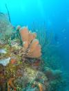 belize coral