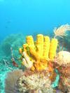 yellow coral