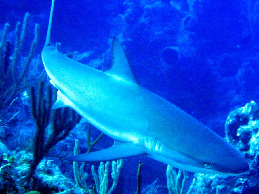 Black Tip Reef Shark