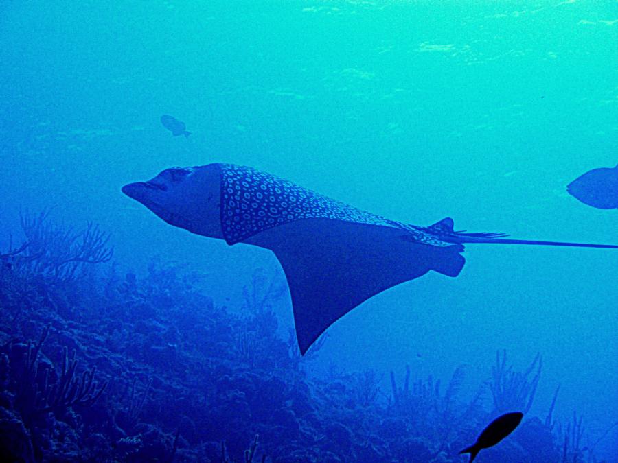 Spotted Eagle Ray