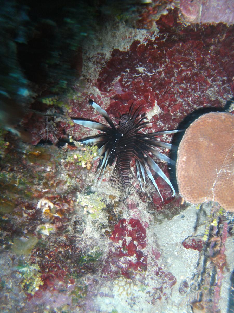 lion fish in the cayman