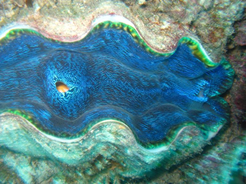 Giant Clam