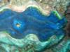 Giant Clam