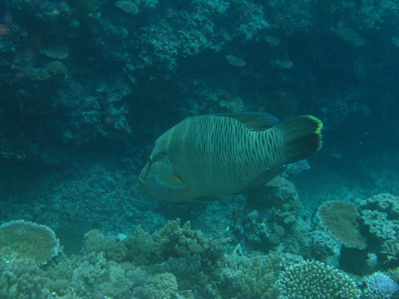 Napoleon Wrasse