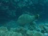 Napoleon Wrasse