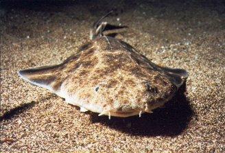 Angel Shark Tenerife