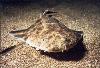 Angel Shark Tenerife