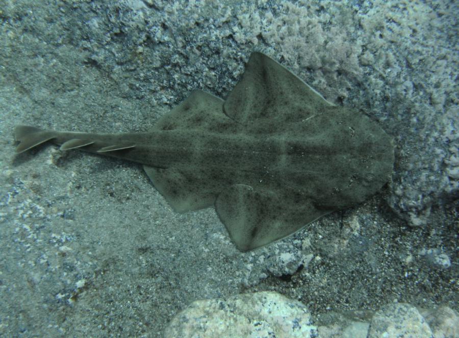 Baby Angel Shark In Tenerife