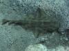 Baby Angel Shark In Tenerife