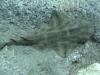 Baby Angel Shark In Tenerife - Dive-and-Sea-Tenerife