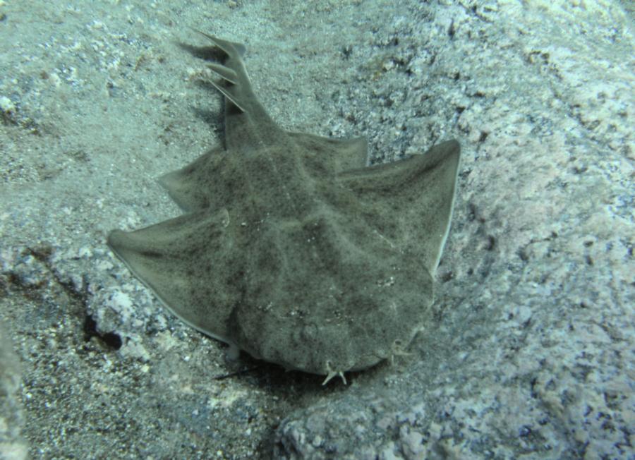 Baby Angel Shark In Tenerife