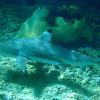 Black Tip reef shark