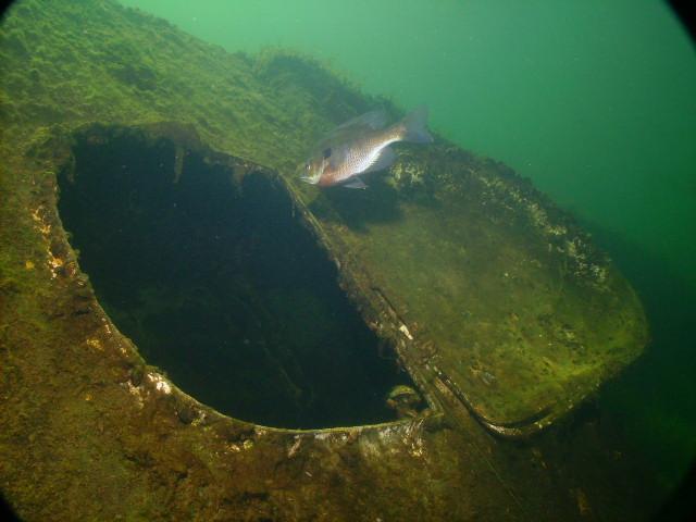 Bluegill Fish 