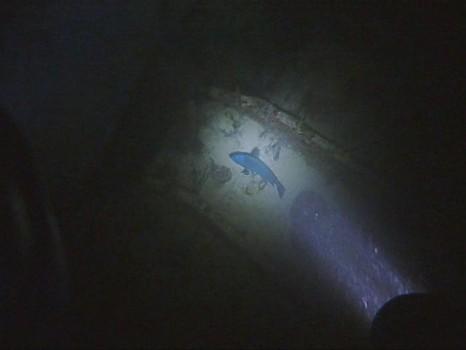 Benwood Wreck (Night) Key Largo, FL