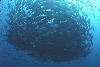 Bait ball Sea of Cortez