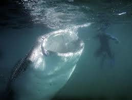 Whale Shark open mouth