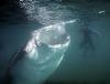 Whale Shark open mouth