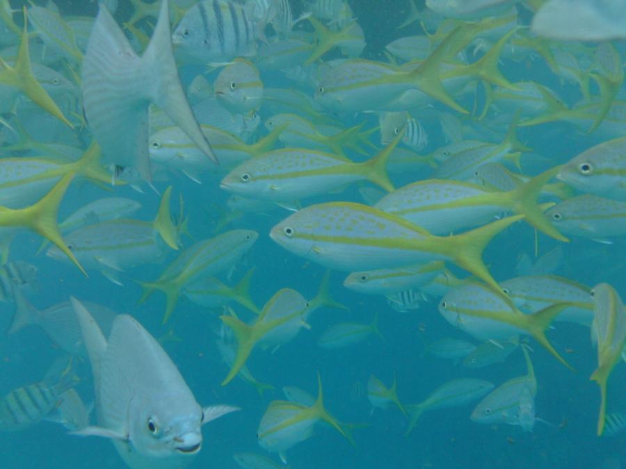 yellowtails on reef