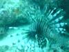 LIONFISH