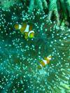 clown fish