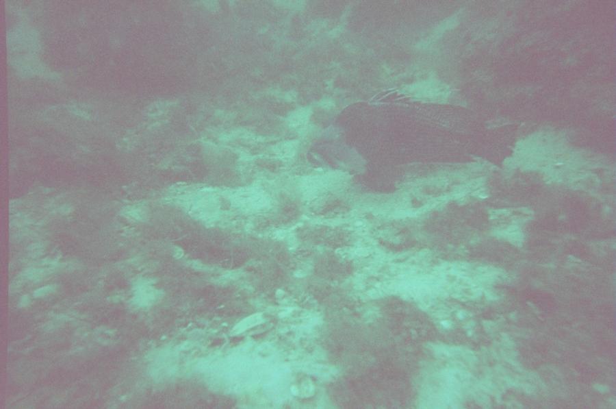 Unknown fish 1