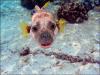 Dog Fish