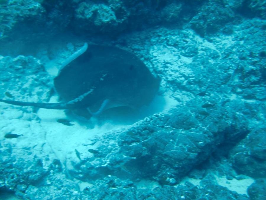 Large Ray