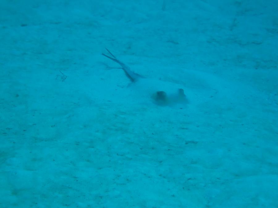 Ray