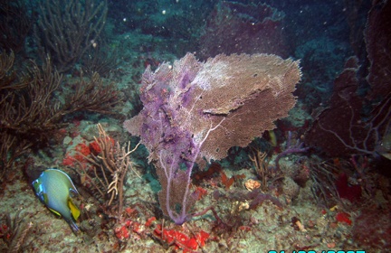 West Palm Beach Boat Dive