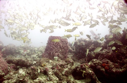 West Palm Beach Dive