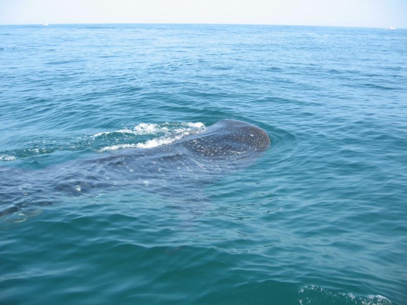 Whale Shark Snorkeling